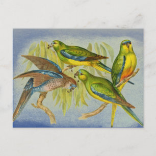Vintage Türkis-Papagei Postkarte