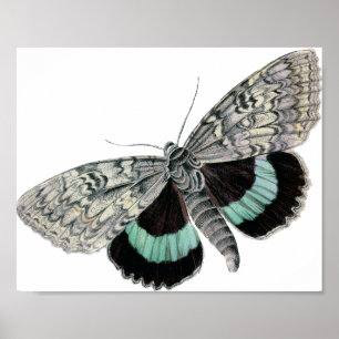 Vintage Typografische Moth-Illustration Poster