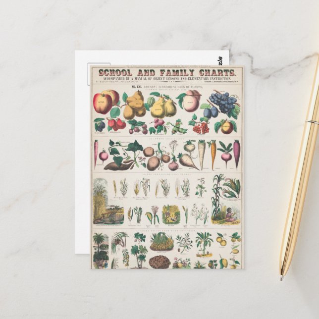 Vintage Übersicht über die botanische Bildung der  Postkarte (Vorderseite/Rückseite Beispiel)
