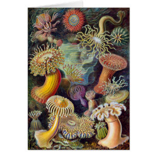Vintage Unterwasser Seeanemonen von Ernst Haeckel