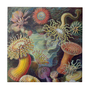 Vintage Unterwasserseelemone von Ernst Haeckel Fliese
