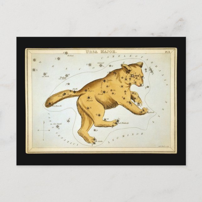 Vintage Ursa Major Bär Postkarte (Vorderseite)