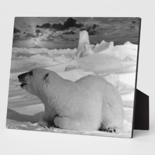 Vintage USA Alaska Eisbär 1970 Fotoplatte