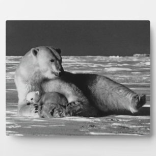 Vintage USA Alaska Mutter Eisbär 1970 Fotoplatte