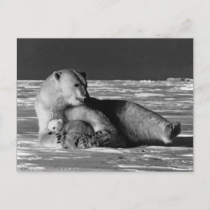 Vintage USA Alaska Mutter Eisbärin Postkarte