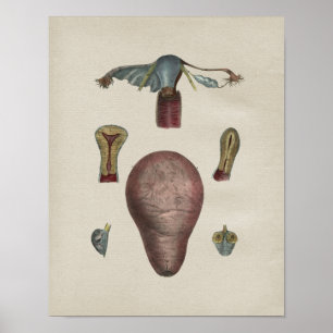 Vintage Uterus-Anatomie Poster