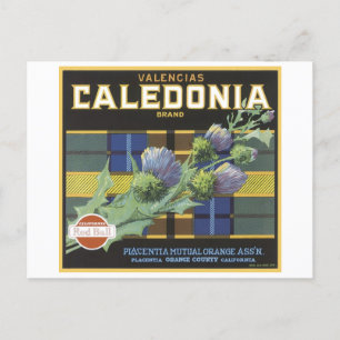 Vintage Valencia Caledonia Orangen Obstkiste Lab Postkarte