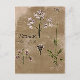 Vintage Valerian Herb Pflanze Postkarte