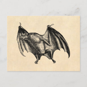 Vintage Vampire Bat Illustration aus dem 18. Jahrh Postkarte