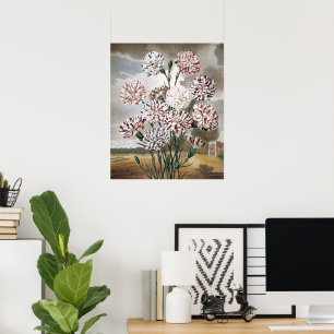 Vintage Variegated Nelkenblumen mit grauem Himmel Poster