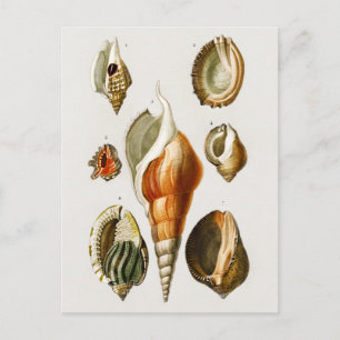 Vintage verschiedene Arten von Molluskenschalen Postkarte