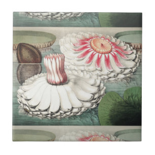 Vintage Victoria Regia Seerosen Kunst Druck Fliese