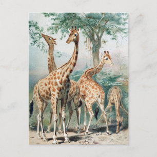 Vintage Vier Giraffen 1900er Buchillustration Postkarte