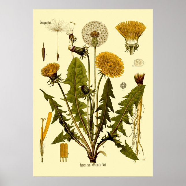 Vintage Viktorianische Ära 1887 Lüster Botanische  Poster (Vorne)