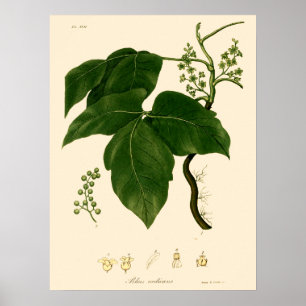 Vintage viktorianische Ära Giftsumach Botanische K Poster