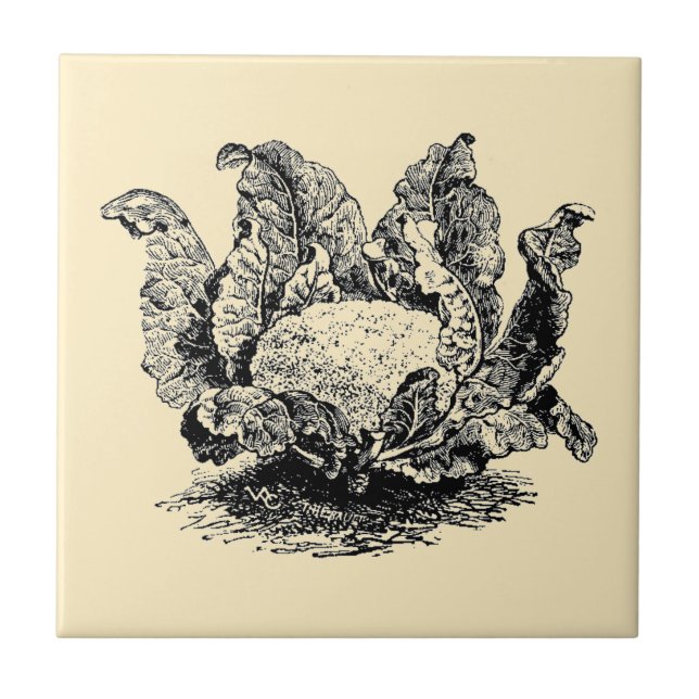 Vintage Viktorianische Ära Pflanzliche Blumenkohl Fliese (Vorderseite)