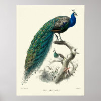 Vintage Viktorianische Epoche Pfau Pavo Cristatus