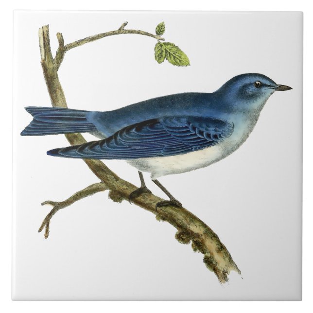 Vintage Viktorianische Era 1825 Bluebird Art Fliese (Vorderseite)