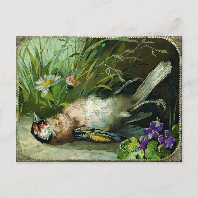 Vintage Viktorianische Tote Bird Weihnachten Postkarte (Vorderseite)