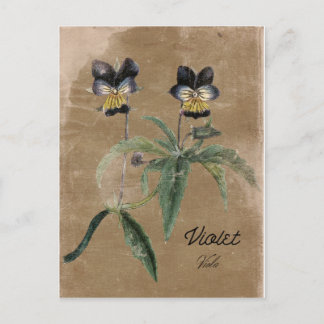 Vintage Violet-Blume Postkarte