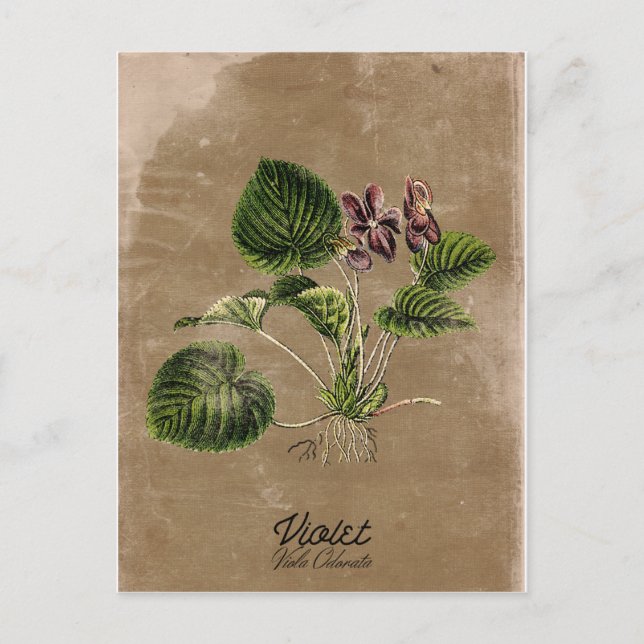 Vintage Violett-Postkarte Postkarte (Vorderseite)