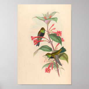 Vintage Vögel Art Bird Print Blume Poster