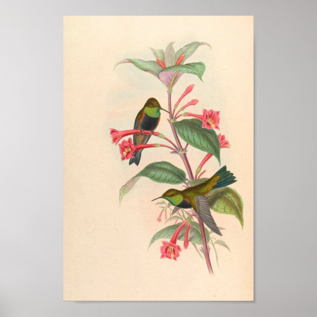 Vintage Vögel Art Bird Print Blume Poster (Vorne)