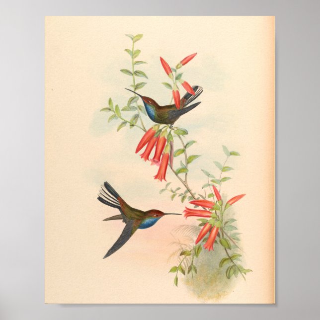 Vintage Vögel Art Bird Print Blume Poster (Vorne)