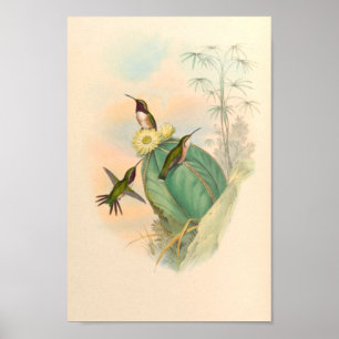 Vintage Vögel Art Bird Print Blume Poster