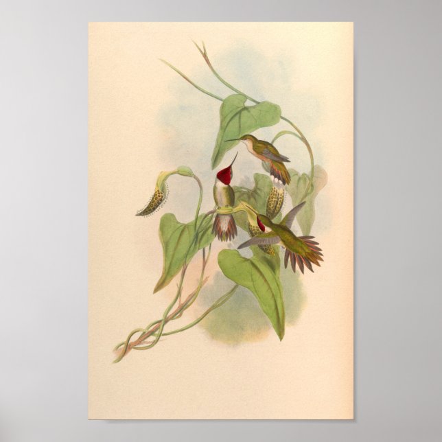 Vintage Vögel Art Bird Print Blume Poster (Vorne)