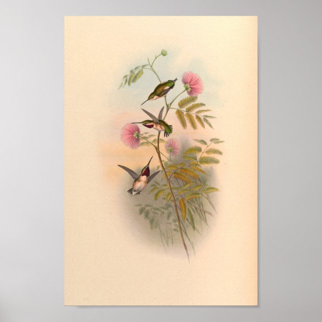 Vintage Vögel Art Bird Print Blume Poster (Vorne)