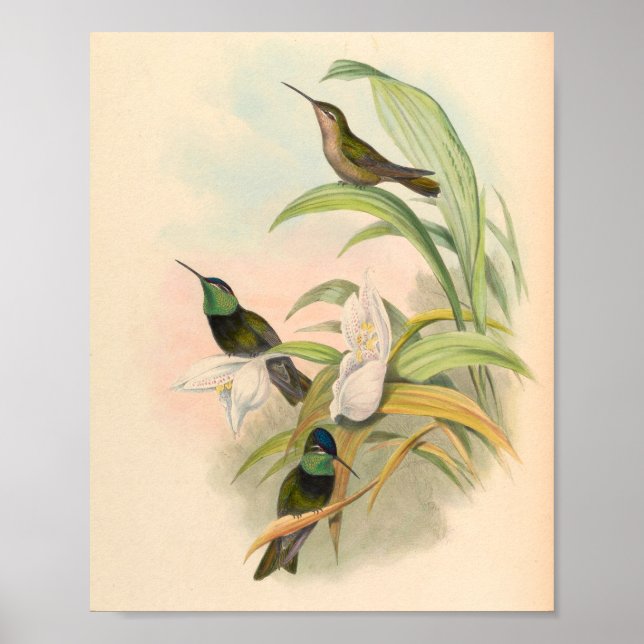 Vintage Vögel Art Bird Print Blume Poster (Vorne)