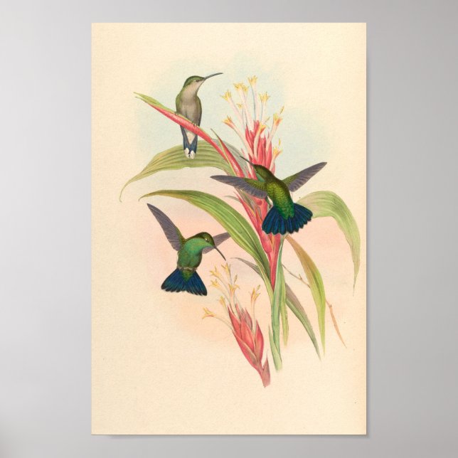 Vintage Vögel Art Bird Print Blume Poster (Vorne)