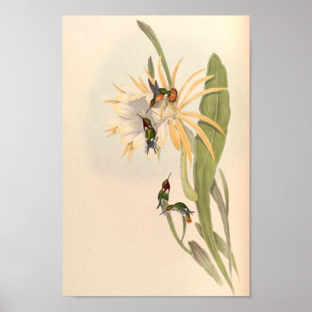 Vintage Vögel Art Bird Print Blume Poster (Vorne)