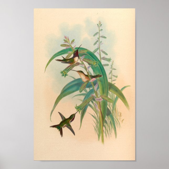Vintage Vögel Art Bird Print Blume Poster (Vorne)