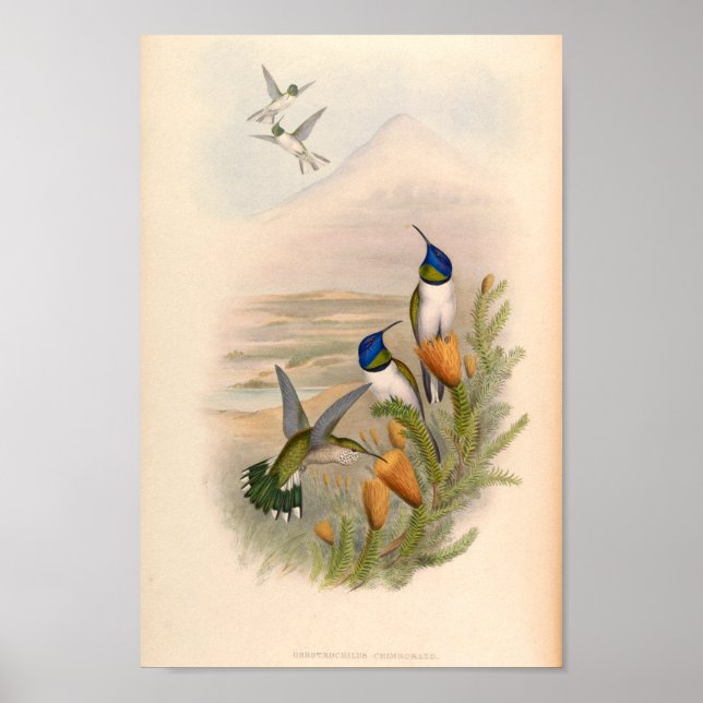 Vintage Vögel Art Bird Print Blume Poster (Vorne)