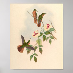 Vintage Vögel Art Bird Print Blume Poster