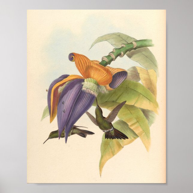 Vintage Vögel Art Bird Print Blume Poster (Vorne)