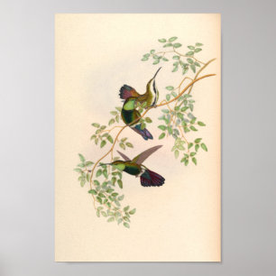 Vintage Vögel Art Bird Print Blume Poster