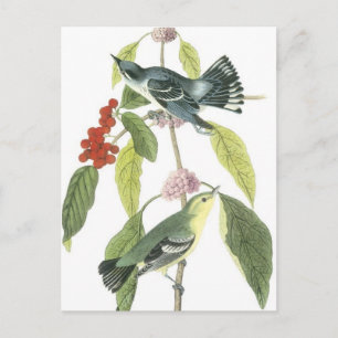 Vintage Vögel auf einem Ast...Postkarte Postkarte