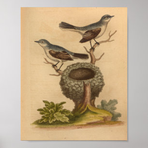 Vintage-Vogel-Blau-Braun-Nest-Druck Poster