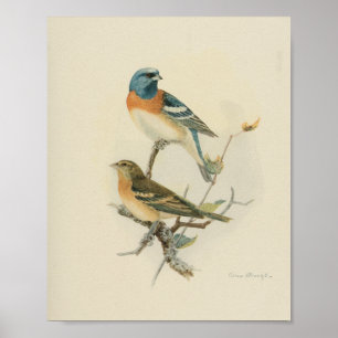 Vintage-Vogel-Blau-Braun-Weiß-Druck Poster