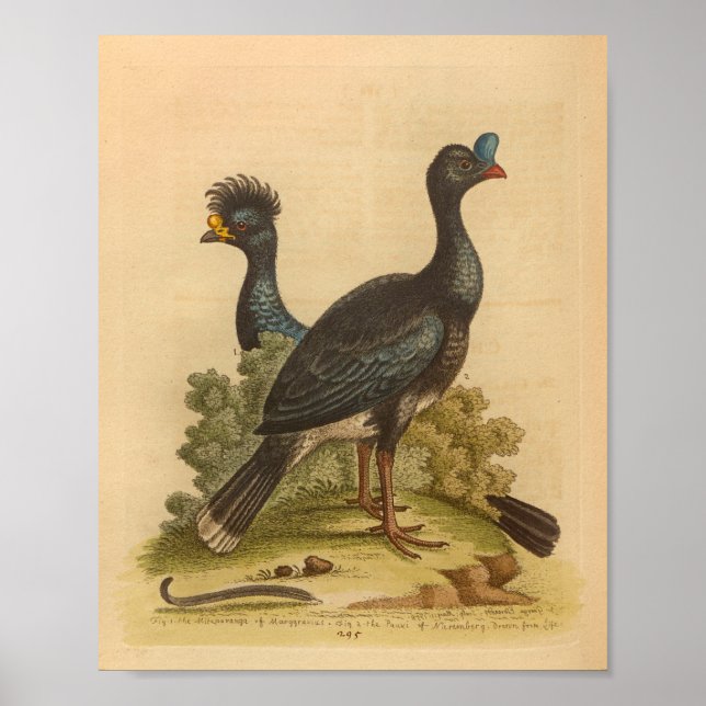 Vintage Vogel Blau Gelb Hauben Druck Poster (Vorne)