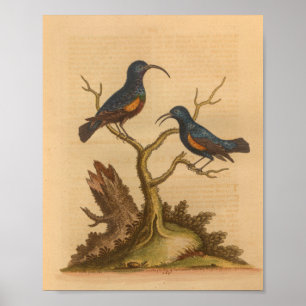 Vintage-Vogel-Blau-Orange-Druck Poster
