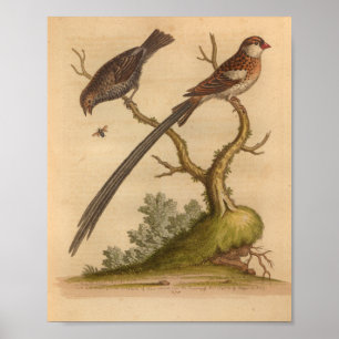 Vintage Vogel Braun Langschwanz Druck Poster