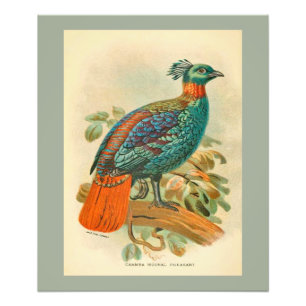 Vintage-Vogel Bunte Fasan-Illustration Fotodruck
