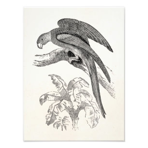 Vintage Vögel - Carolina Parrots Tropical Bird Fotodruck