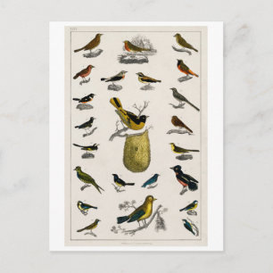 VINTAGE-VOGEL-CHART-POSTKARTE POSTKARTE