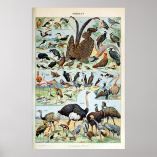 Vintage Vögel der Welt Poster