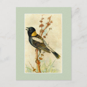 Vintage-Vogel-Druck - Bobolink Postkarte